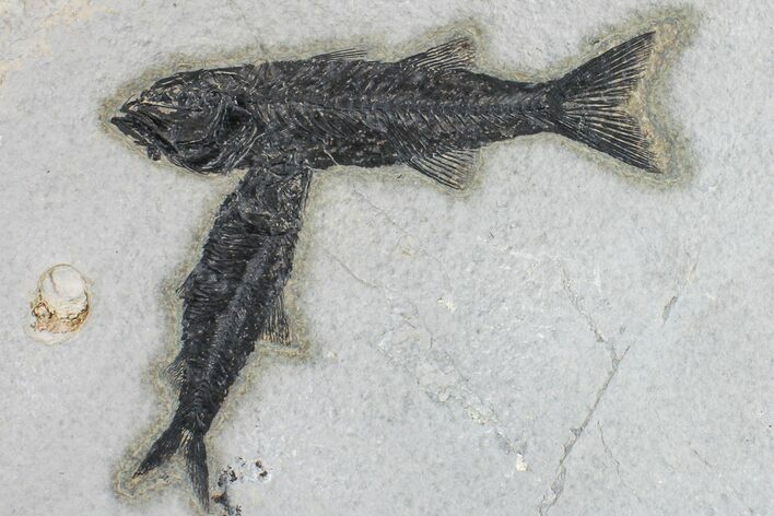 Black, Mioplosus Fossil Fish With Knightia - Wyoming #163538